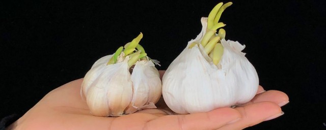 干大蒜头怎样保存不发芽 关于干大蒜头怎样保存不发芽