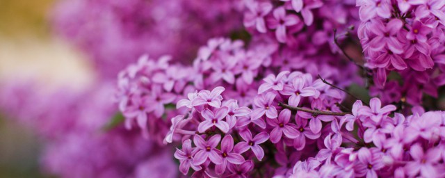 丁香花初学者种植教程 丁香花喜欢什么样的土壤