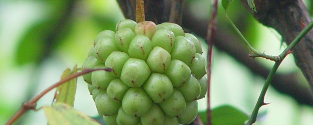 北五味子花期施肥管理技巧 怎样在北五味子花期施肥