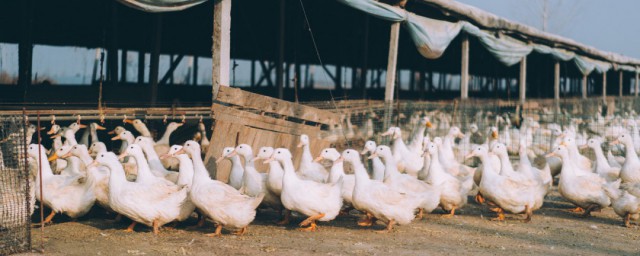 养鹅最佳控料技巧 控料需要有规律地进行吗