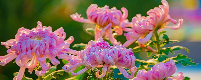 菊花的别称有哪些