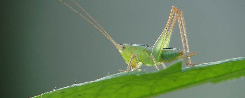 绿蝈蝈的外形特点和生活特征