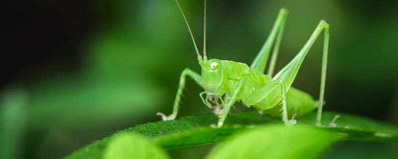 绿蝈蝈的外形特点和生活特征