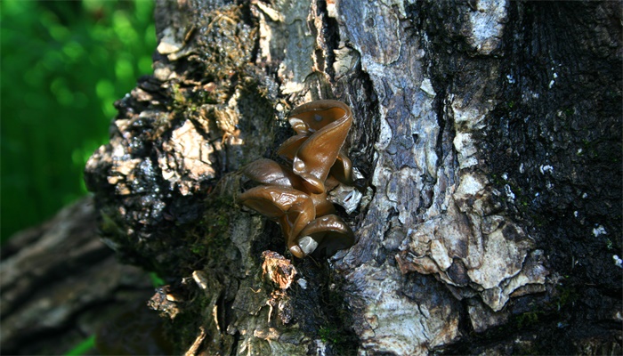 干木耳有保质期吗
