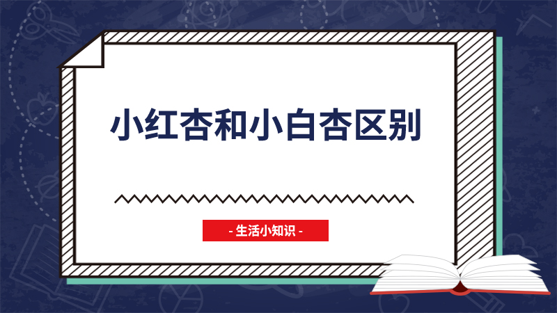 小红杏和小白杏区别