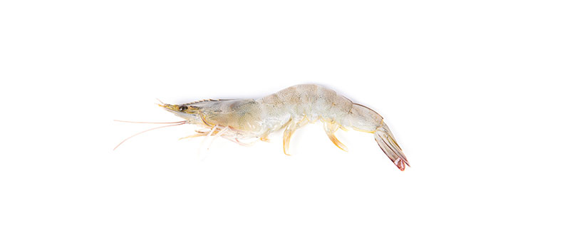 海虾和淡水虾的区别是什么