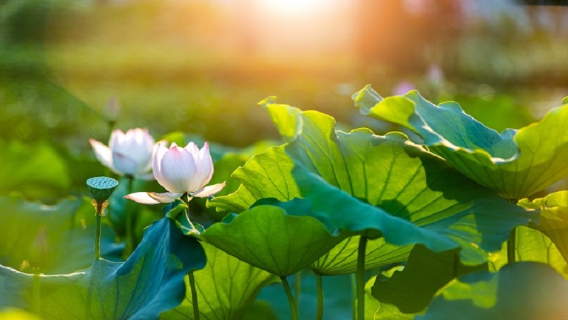 荷花在什么季节开