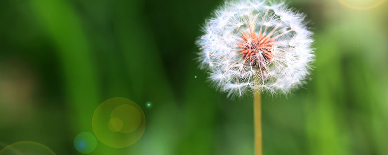 蒲公英古代雅称有哪些