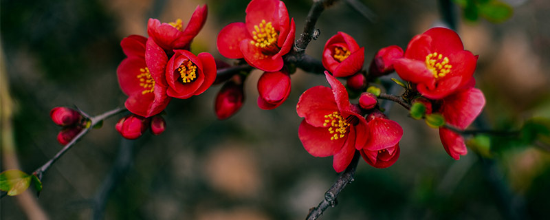 什么花的花语代表的是友谊