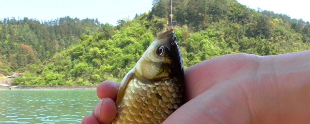 赤尾青钓鲫鱼怎样开饵 简介赤尾青钓鲫鱼怎样开饵