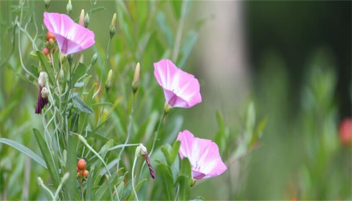 牵牛花的花语和寓意