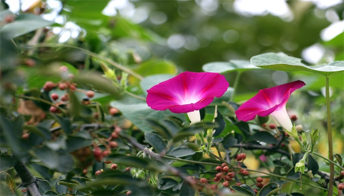 牵牛花的花语和寓意