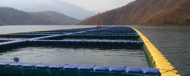 养鱼水体杀菌的技巧 养鱼水体杀菌技巧如下