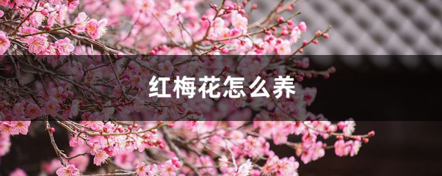 养红梅花的小妙招 红梅喜欢什么样的种植环境