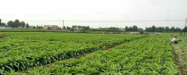 莴笋种子的种植技巧 简介莴笋种子的种植技巧