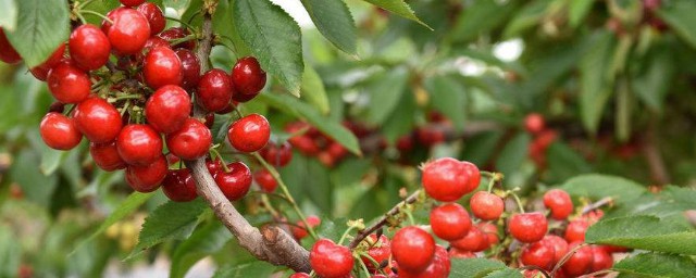 车厘子种植技巧教学 怎样种植车厘子