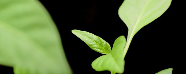 培育绿植小技巧 怎样培育绿植