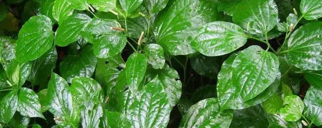 蒌叶种植方式 蒌叶种植窍门