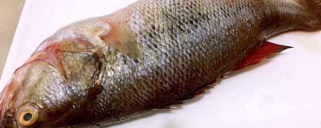 鲈鱼去除鱼鳃技巧 鲈鱼怎样去除鱼鳃