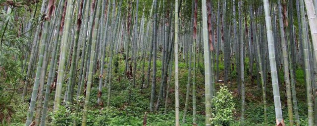 毛竹快速种植技巧 毛竹怎样种植