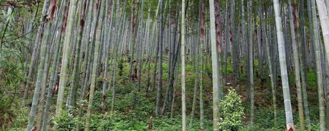 毛竹快速种植要领 毛竹如何种植