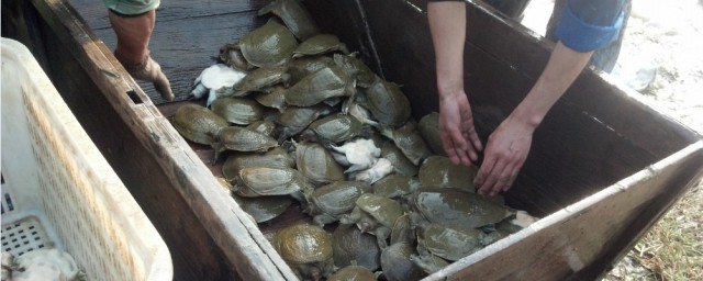 甲鱼过冬的最佳要领 甲鱼过冬需要的最佳温度是多少