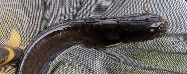 野河钓鲶鱼的技巧 野河怎样钓鲶鱼