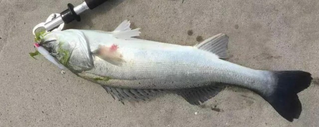 钓海鲈方式教学 怎么钓海鲈