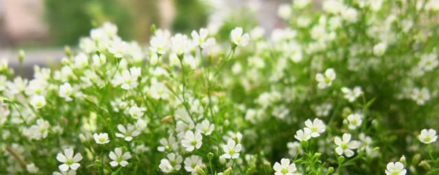 满天星种子种植技巧 满天星种子种植技巧以及技巧