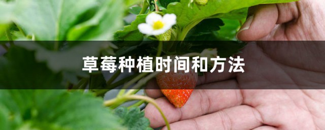 草莓种植的时间和要领 草莓怎么种植