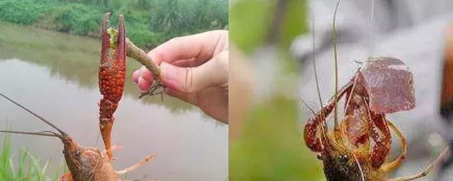 怎样做捉龙虾的笼子 怎样做捉龙虾的笼子