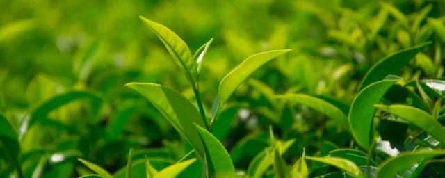 茶叶烘干最佳技巧 茶叶怎样烘干
