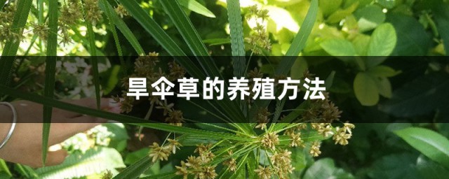 旱伞草的养殖技巧 旱伞草的养殖技巧简介