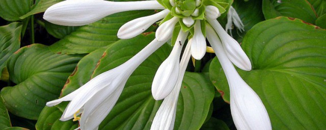 玉簪花怎样养 怎样养殖玉簪花