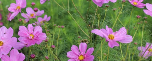 格桑花怎样养 怎样养殖格桑花