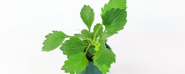 翠菊怎样养 怎样养殖翠菊