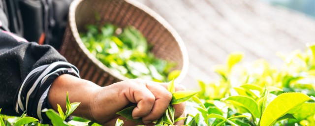 茶树的种植办法 移栽后应该如何管理