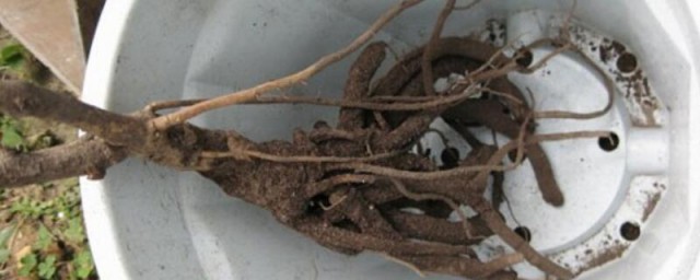 牡丹花的根种植技巧 牡丹花根怎样种