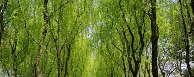杨柳是什么季节 杨柳什么季节生长