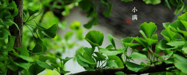 关于小满节气的句子 介绍关于小满节气的句子大全