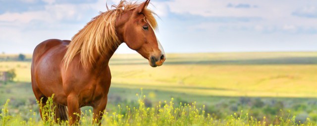 女生冬季骑马教程 女生冬季如何骑马