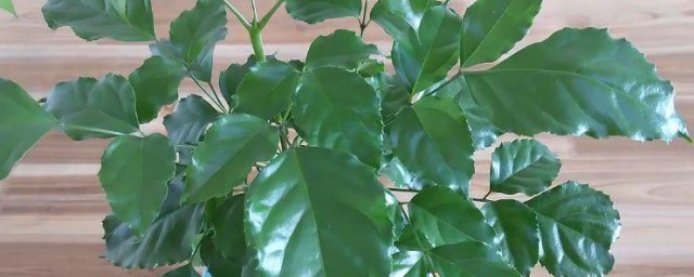 家庭养殖绿宝石花的要领 家庭怎么养殖绿宝石