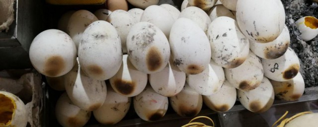 烤蛋制作技巧 烤蛋做法