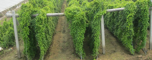 山药种植办法 山药种植要领是什么