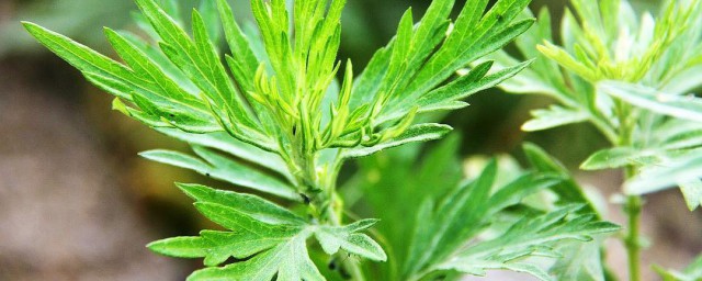 艾叶泡澡多久一次 艾叶泡澡应该多久一次