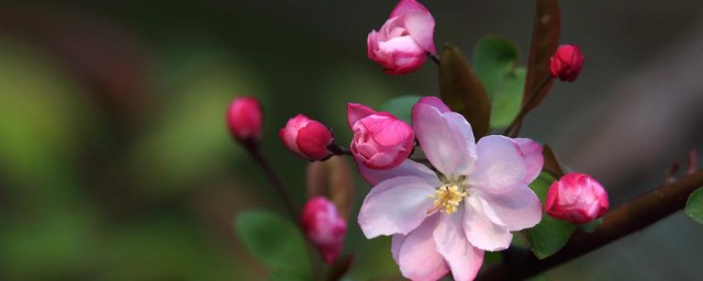 海棠花压支的技巧 海棠花压支教程