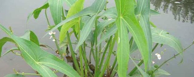 慈姑怎样种植 怎样种植慈姑