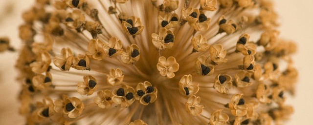 韭菜籽种植的要领 韭菜一般什么时候种