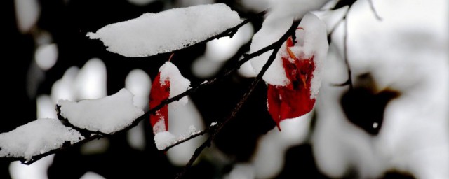 关于雪的表思念的古诗词 关于雪的表思念的古诗词有哪些