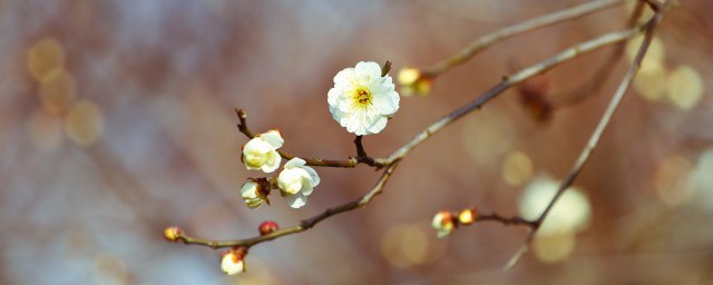 关于今日立春的简短句子文案 关于立春的句子